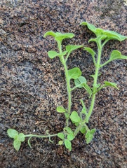 Sairocarpus nuttallianus