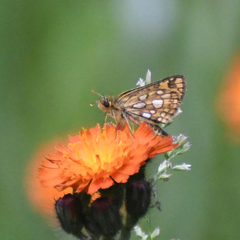 Carterocephalus mandan