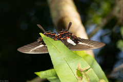 Heraclides hectorides