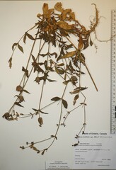 Silene latifolia alba