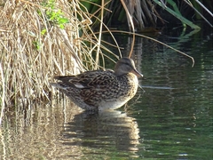 Mareca strepera strepera