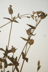 Silene latifolia alba