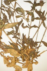 Silene latifolia alba