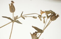 Silene latifolia alba