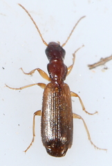Dromiusina