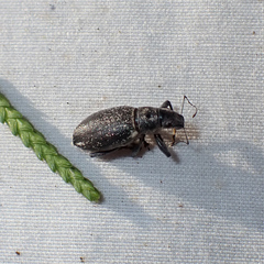Brachyderes lusitanicus