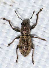 Andrion regensteinense