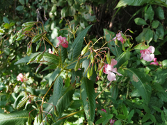 Impatiens glandulifera