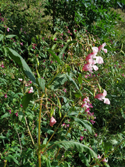 Impatiens glandulifera