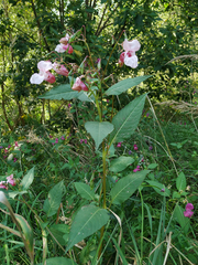 Impatiens glandulifera