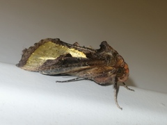 Thysanoplusia orichalcea