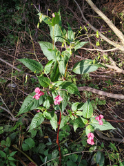Impatiens glandulifera
