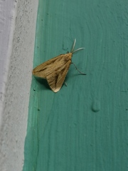 Aspitates collinaria