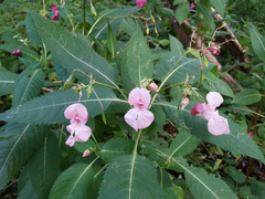 Impatiens glandulifera