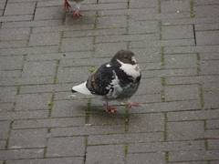 Columba livia domestica