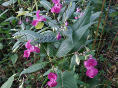 Impatiens glandulifera