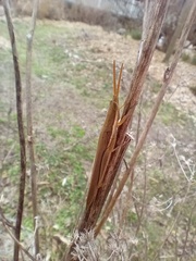 Leptysma marginicollis