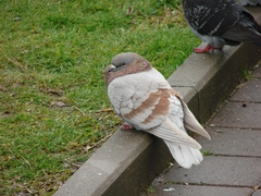 Columba livia domestica