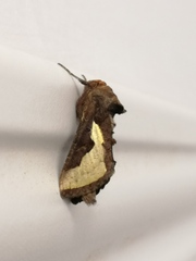 Thysanoplusia orichalcea