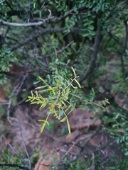 Zanthoxylum capense