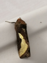 Thysanoplusia orichalcea