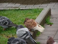 Columba livia domestica