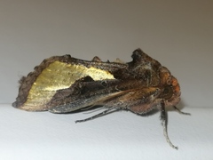 Thysanoplusia orichalcea