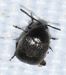 Spermophagus sericeus