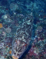 Sphoeroides marmoratus