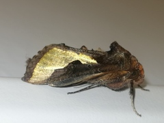 Thysanoplusia orichalcea