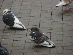 Columba livia domestica