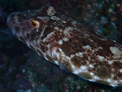 Sphoeroides marmoratus