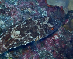 Sphoeroides marmoratus