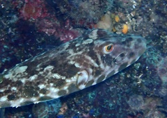 Sphoeroides marmoratus