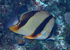 Chaetodon robustus