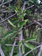 Ehretia rigida