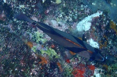 Chaetodon robustus
