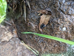 Serradigitus gertschi