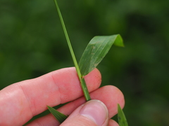 Paspalum conjugatum