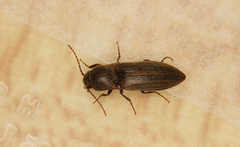 Agriotes lineatus