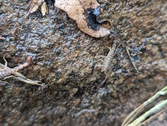 Serradigitus gertschi