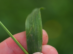 Paspalum conjugatum