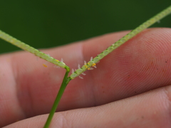 Paspalum conjugatum