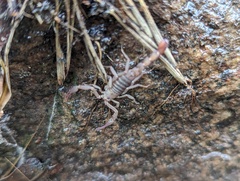 Serradigitus gertschi