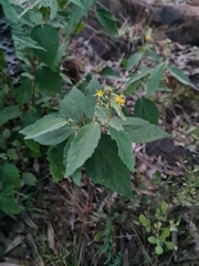 Grewia flavescens
