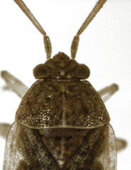 Romna pallida
