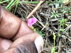 Indigofera nigromontana