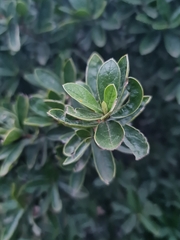 Diospyros lycioides