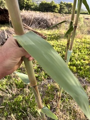 Arundo donax