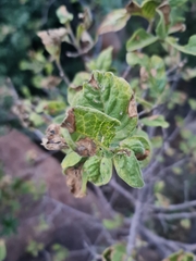 Afrocanthium gilfillanii